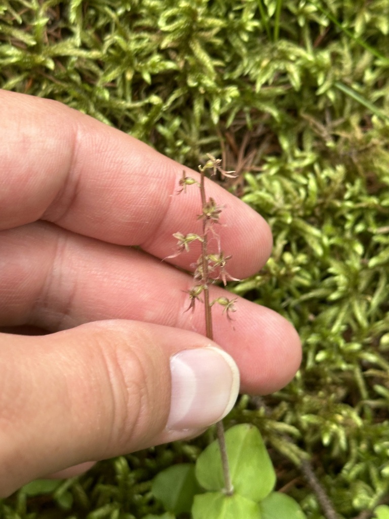 Neottia cordata
