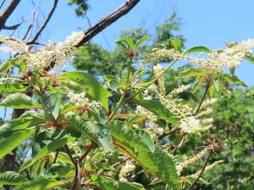 Clethra barbinervis, photograph 5