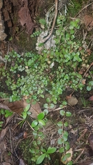 Epilobium pedunculare