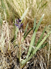 Iris glaucescens