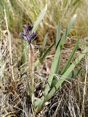 Iris glaucescens