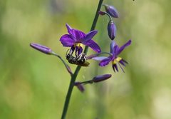 Lasioglossum calophyllae