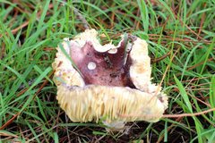 Russula purpureoflava