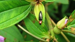 Ludioschema obscuripes