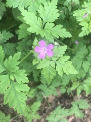 Geranium robertianum