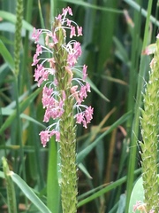 Alopecurus pratensis