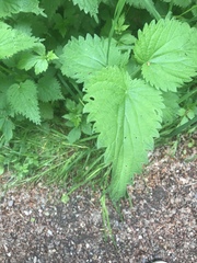 Urtica dioica