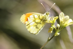 Anthocharis euphenoides