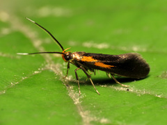 Mathildana newmanella