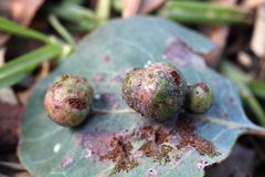 Schedotrioza multitudinea