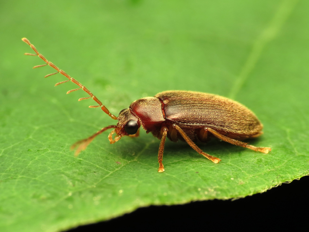 Pitel Insect Ptilodactyla (Beetles of South Central Pennsylvania) · iNaturalist