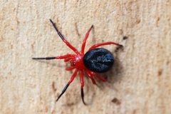 Ambicodamus crinitus