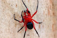 Ambicodamus crinitus