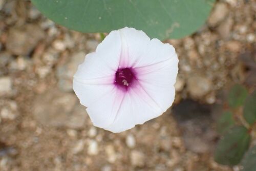 Image of Ipomoea sinensis by no rights reserved