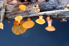 Heterotextus miltinus