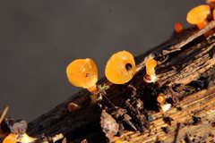 Heterotextus miltinus