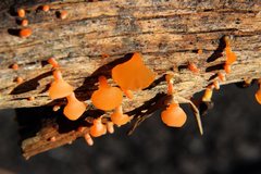 Heterotextus miltinus