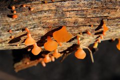 Heterotextus miltinus