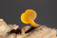 Heterotextus miltinus