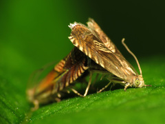 Grapholita tristrigana