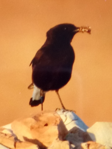 Black Wheatear
