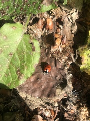 Coccinella septempunctata