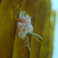 Ectopleura crocea