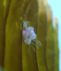 Ectopleura crocea