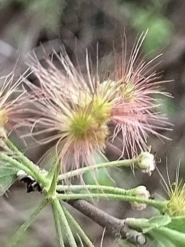 Lasiocarpus ferrugineus, photograph 3