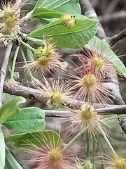 Lasiocarpus ferrugineus, photograph author not stated, no rights reserved