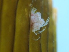 Ectopleura crocea