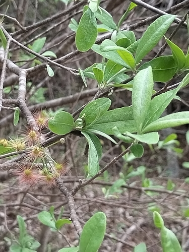 Lasiocarpus ferrugineus, photograph 6