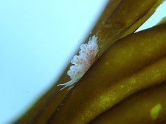 Ectopleura crocea