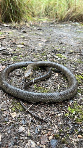 Eastern Brown Snake sighting