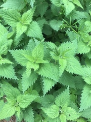 Urtica dioica