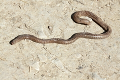 Blanus cinereus