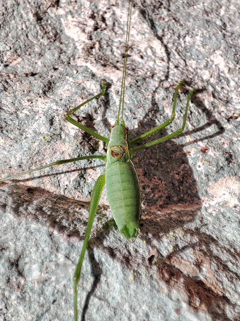 Euconocercus