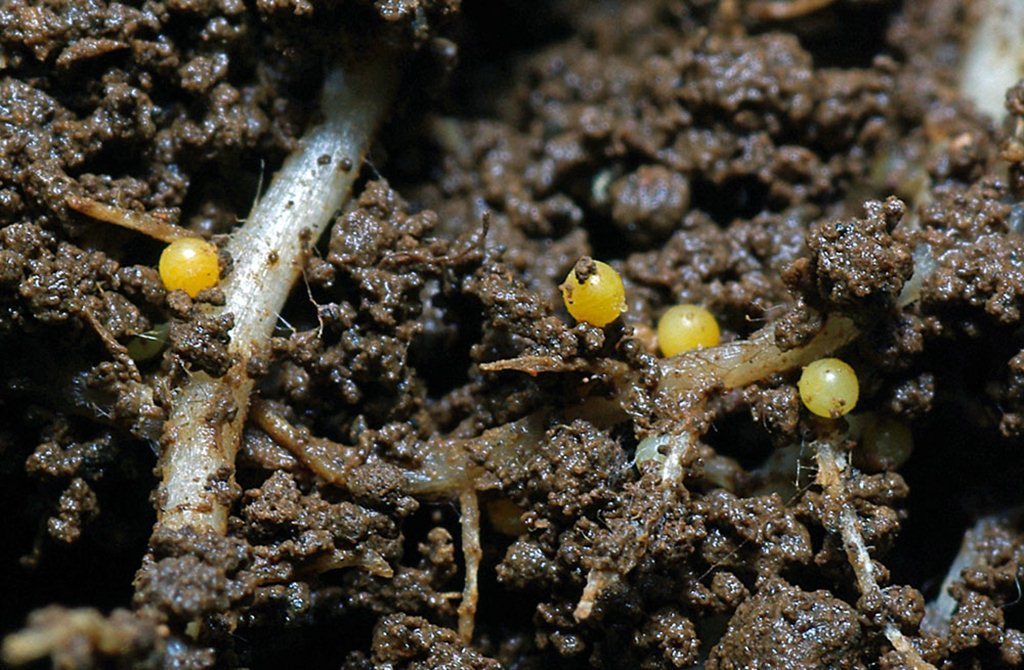 Heteroderinae