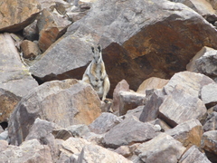 Petrogale xanthopus