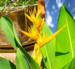 Heliconia psittacorum