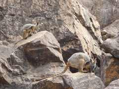 Petrogale xanthopus