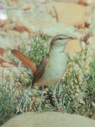 Rufous-tailed Scrub Robin (Cercotrichas galactotes), photo 7
