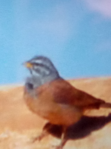 House Bunting
