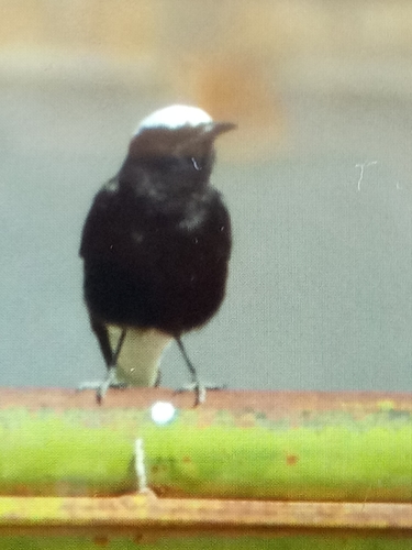 White-crowned Wheatear