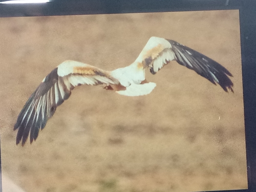 Egyptian Vulture