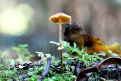 Conocybe filaris