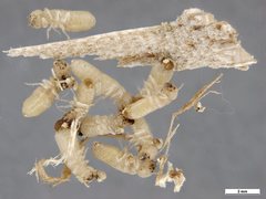 Cryptotermes brevis