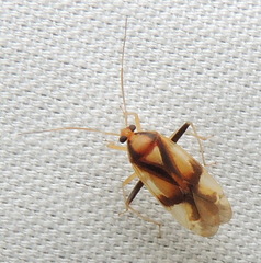 Neolygus vitticollis