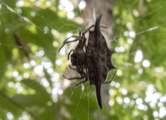 Gasteracantha diardi
