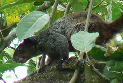 Sciurus stramineus